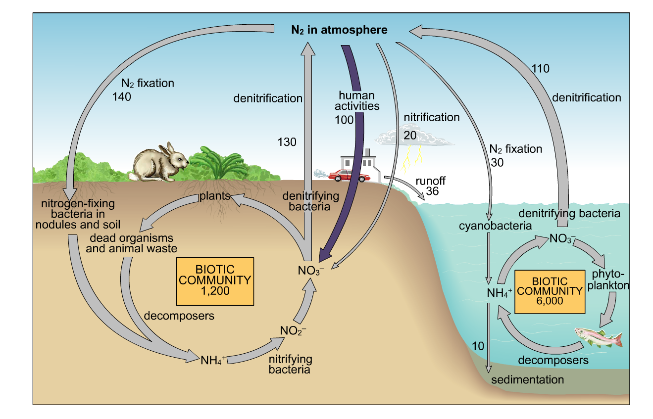 Азот углерод кислород в воде. Биологический круговорот азота в природе. Круговорот углерода (по ф. Рамад, 1981). Глобальный круговорот азота. Круговороттазота в природе.
